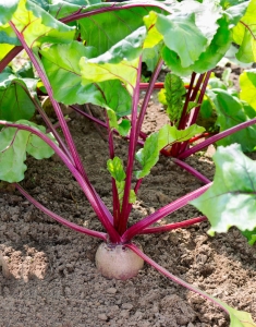 beetroot